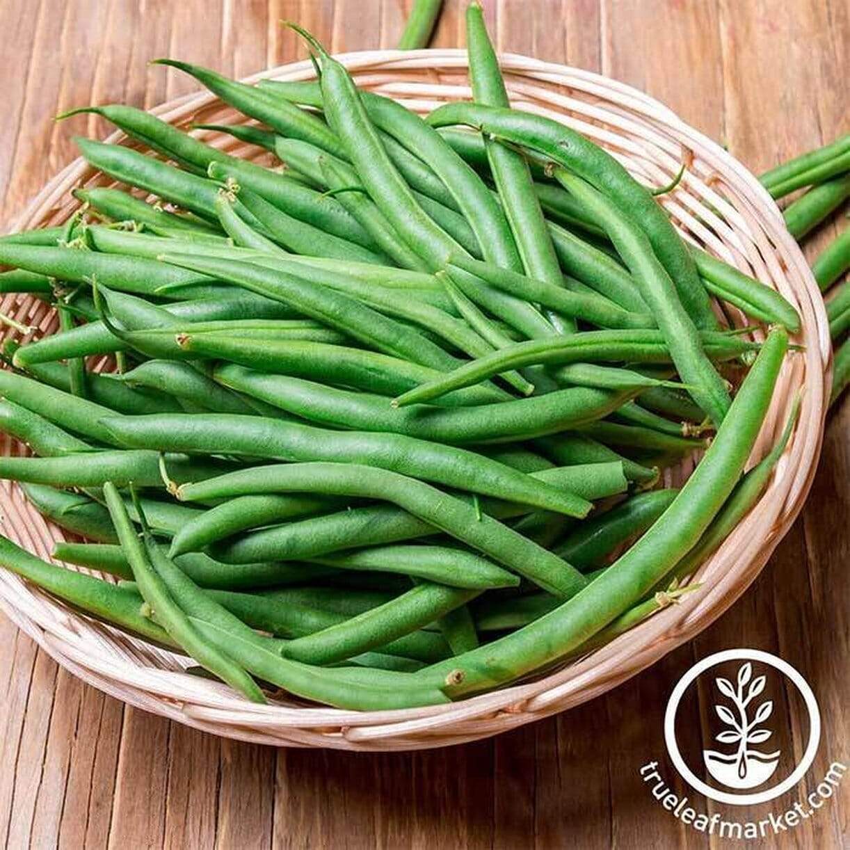 Harvester Bean