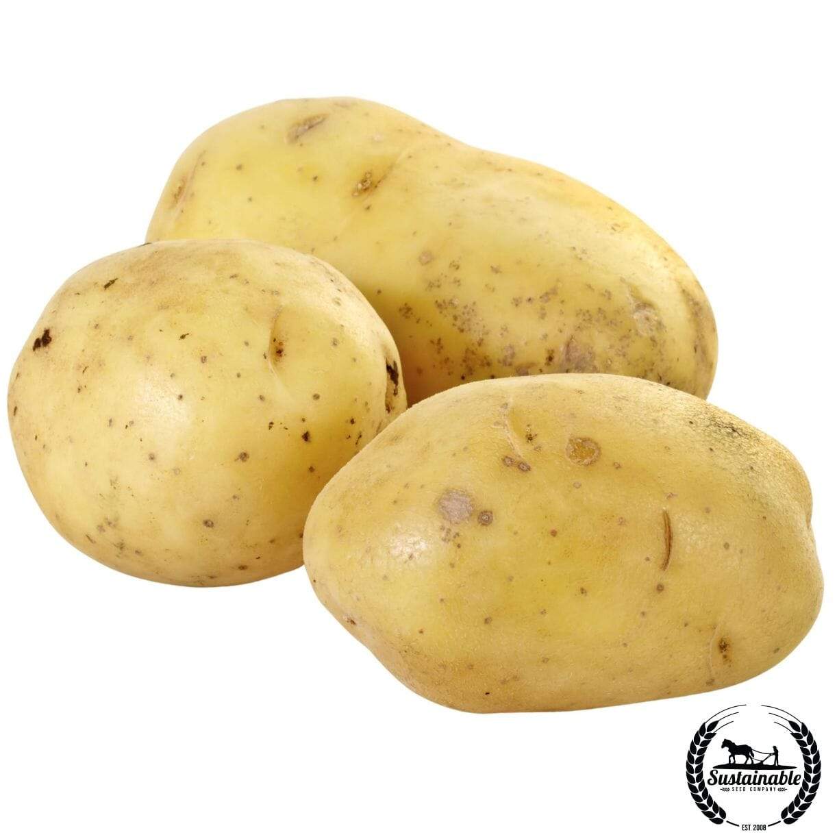 Potato Spring Yukon Gold