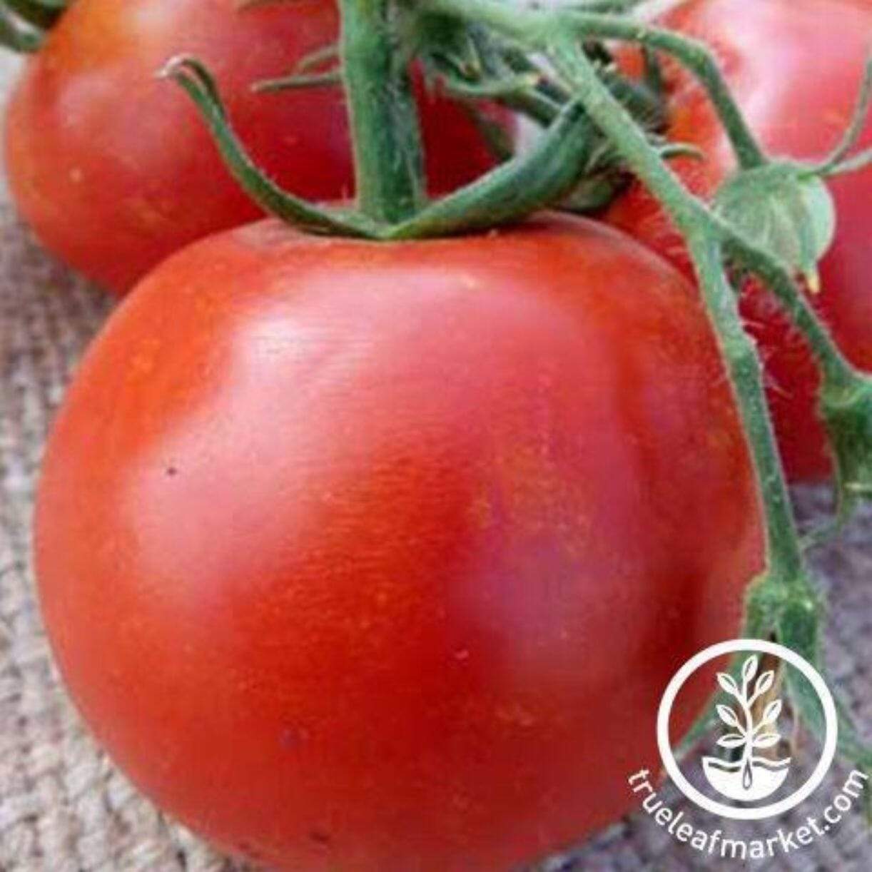 Floradade Tomato
