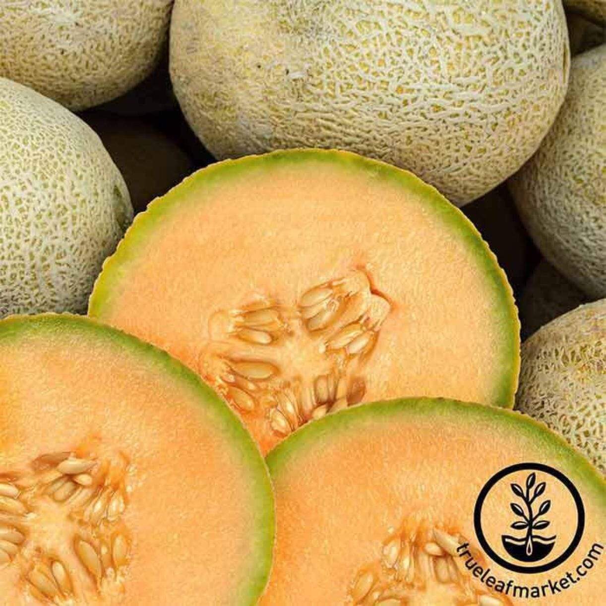 Edisto 47 Melon