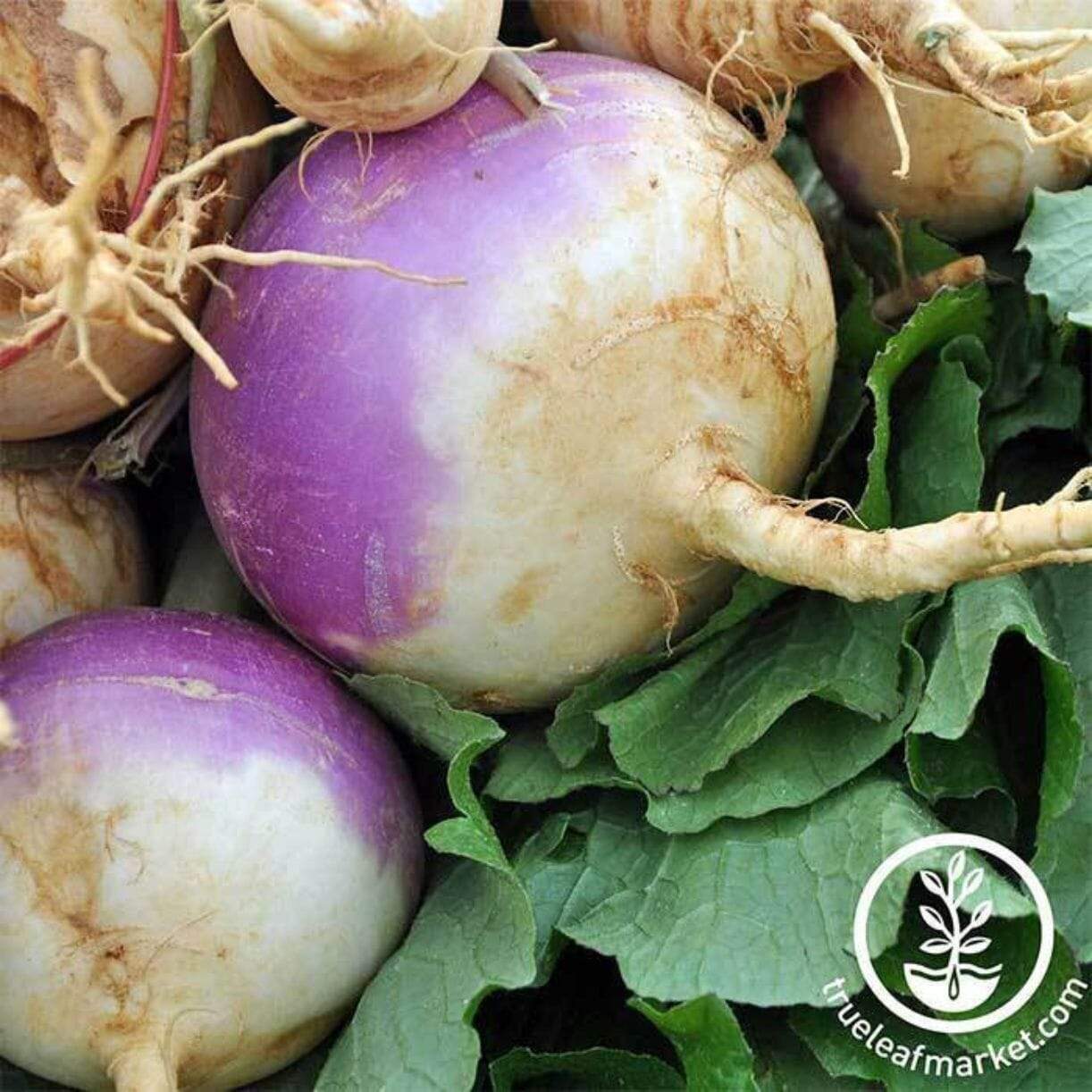 Purple Top White Globe Turnip