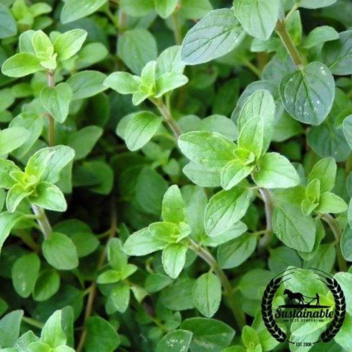 Common Italian Oregano