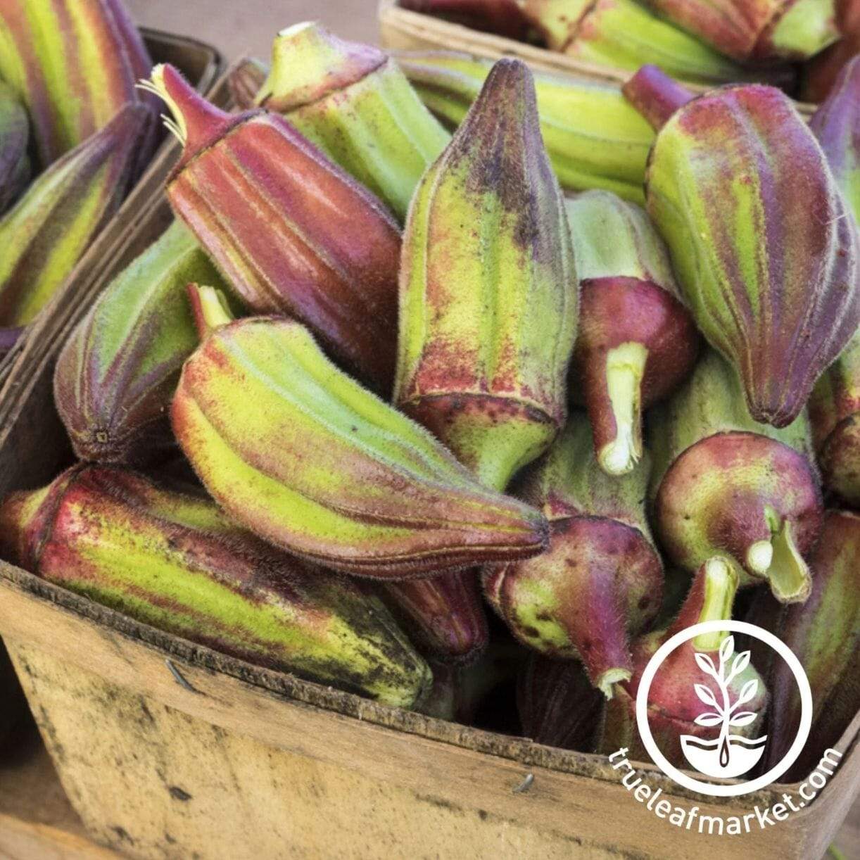 Hill Country Red Okra