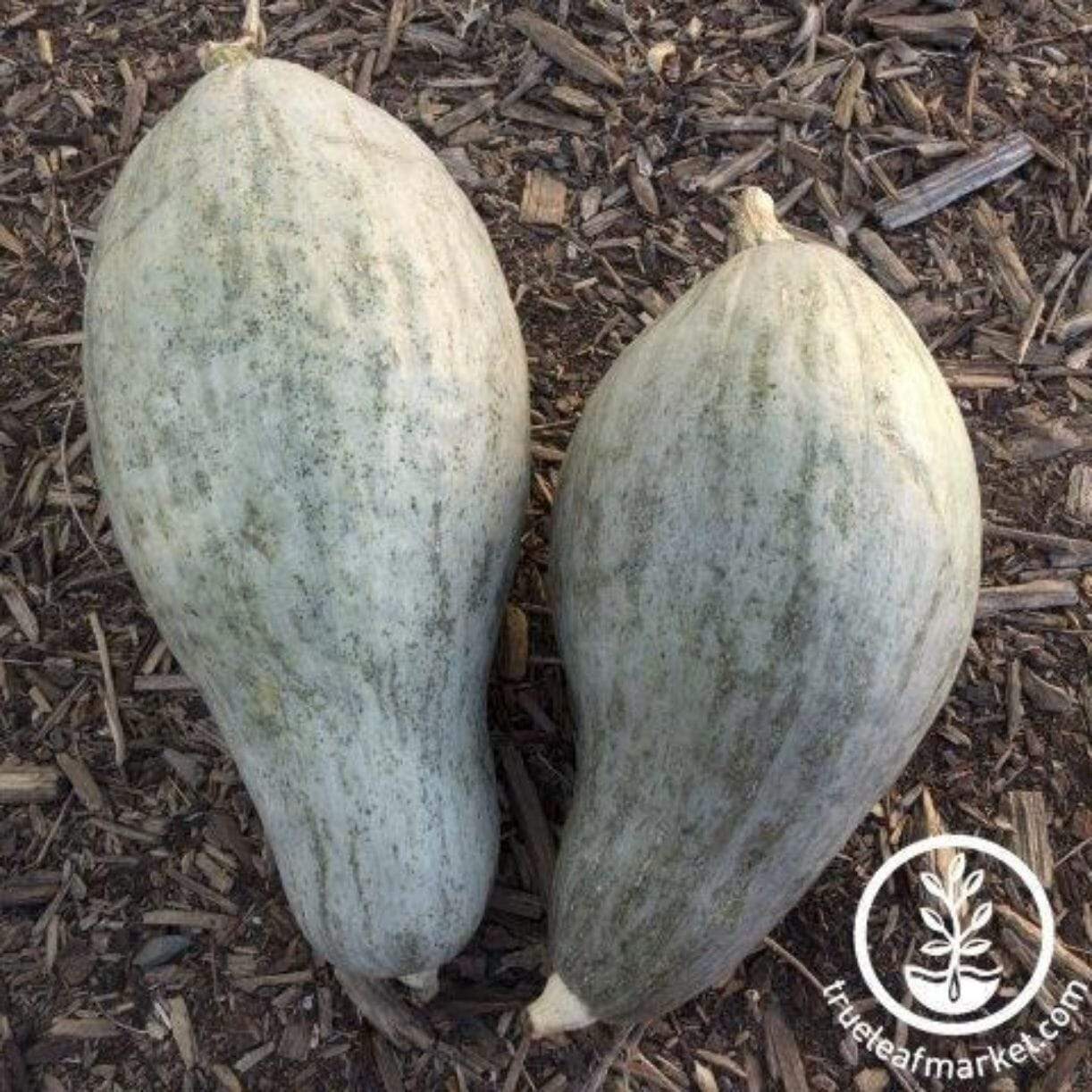Sibley Squash