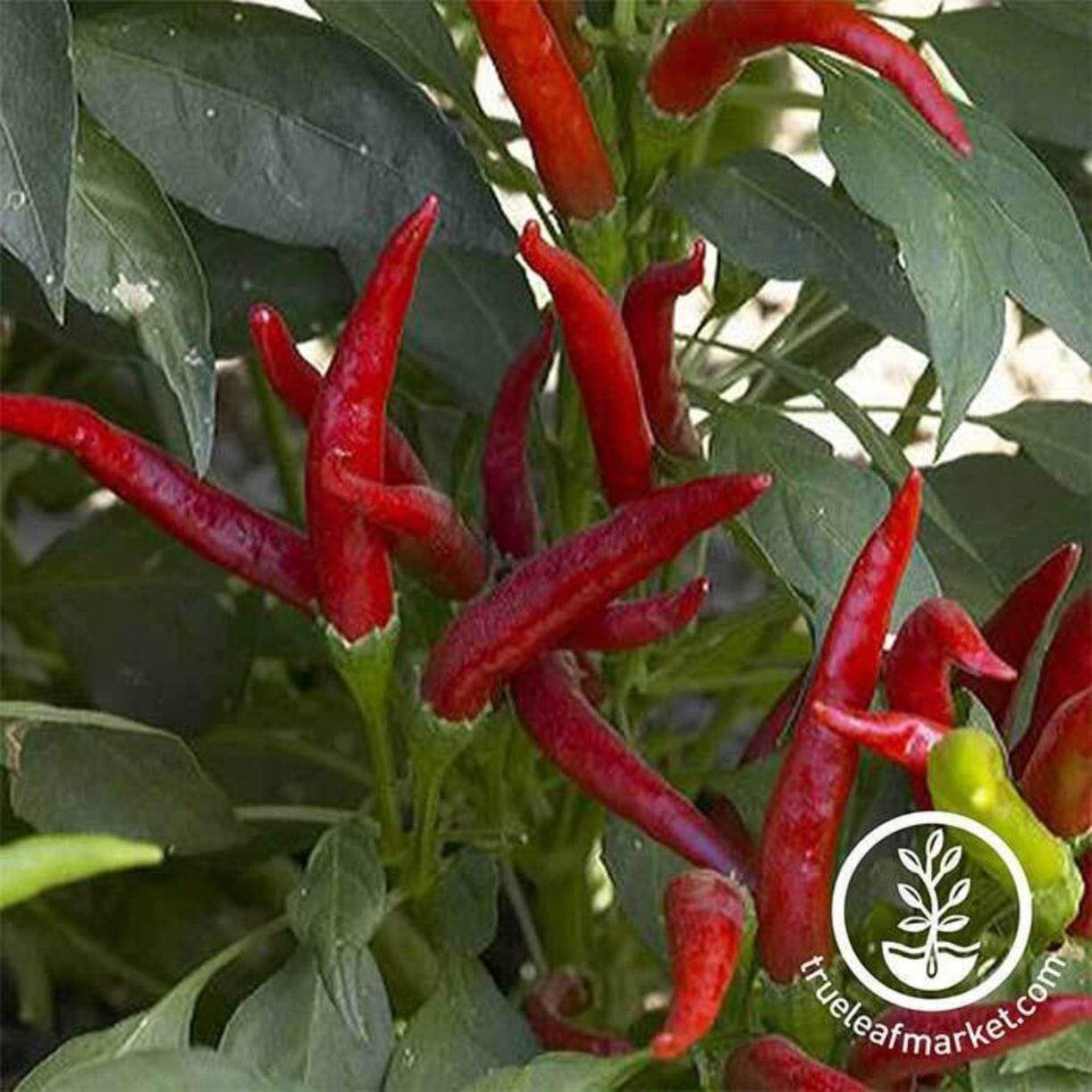 Super Chili Pepper