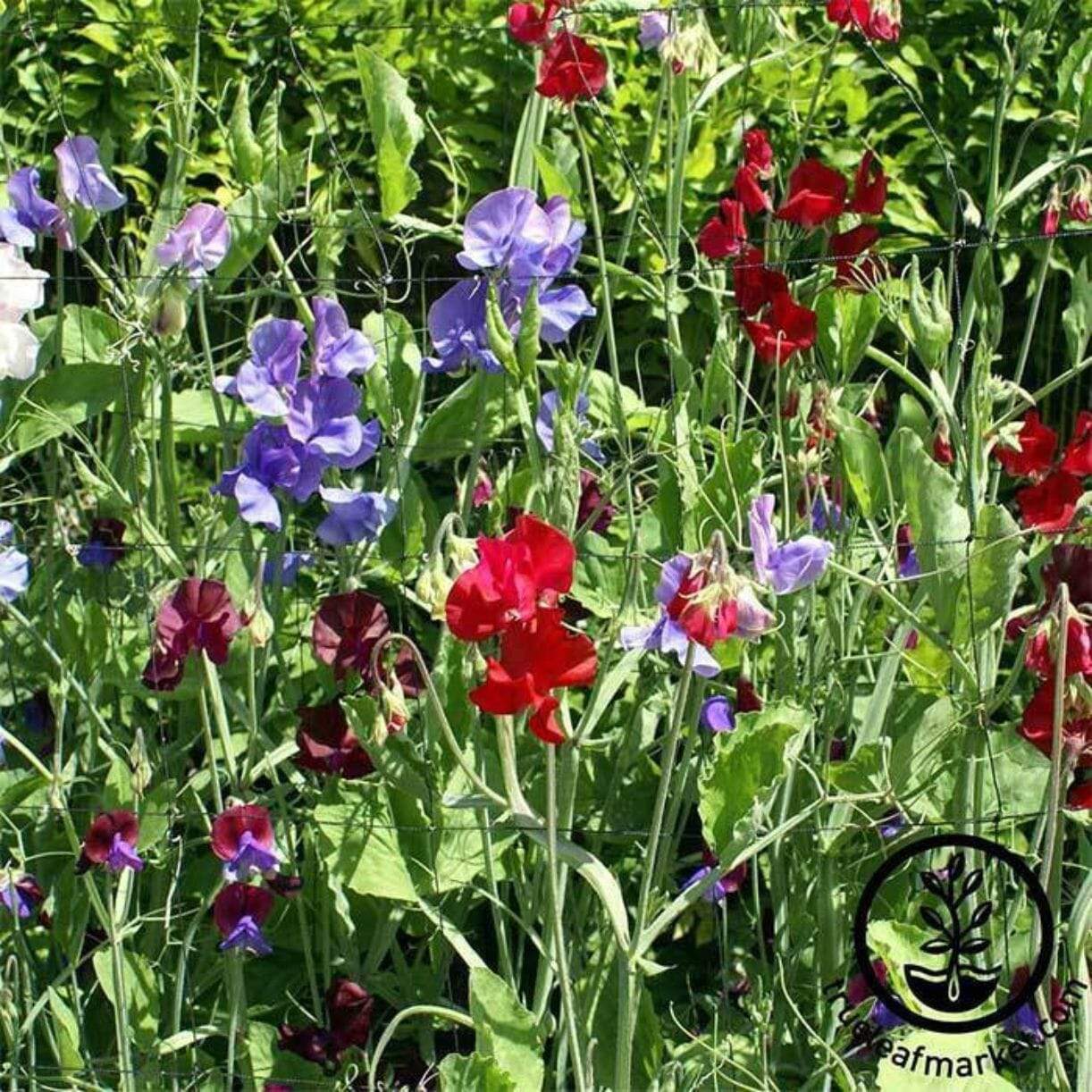 Royal Family Mixture Sweet Pea