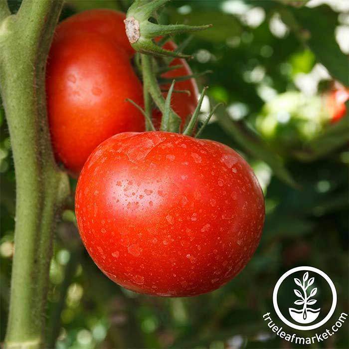 Burpee Big Boy Tomato