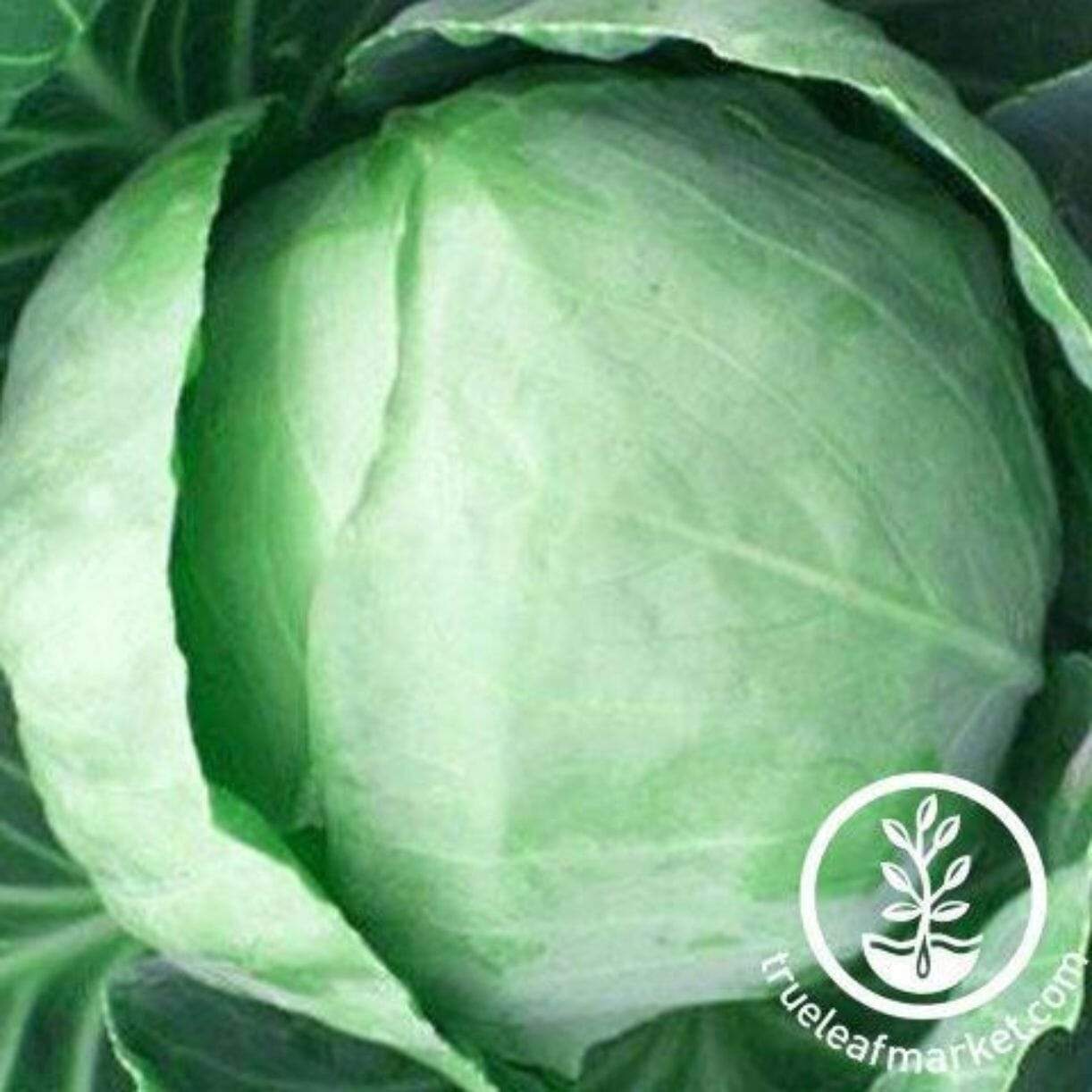 Early Round Dutch Cabbage