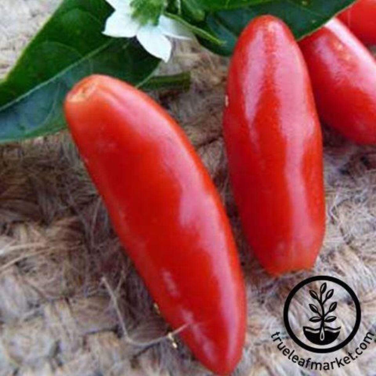 Pequin Pepper