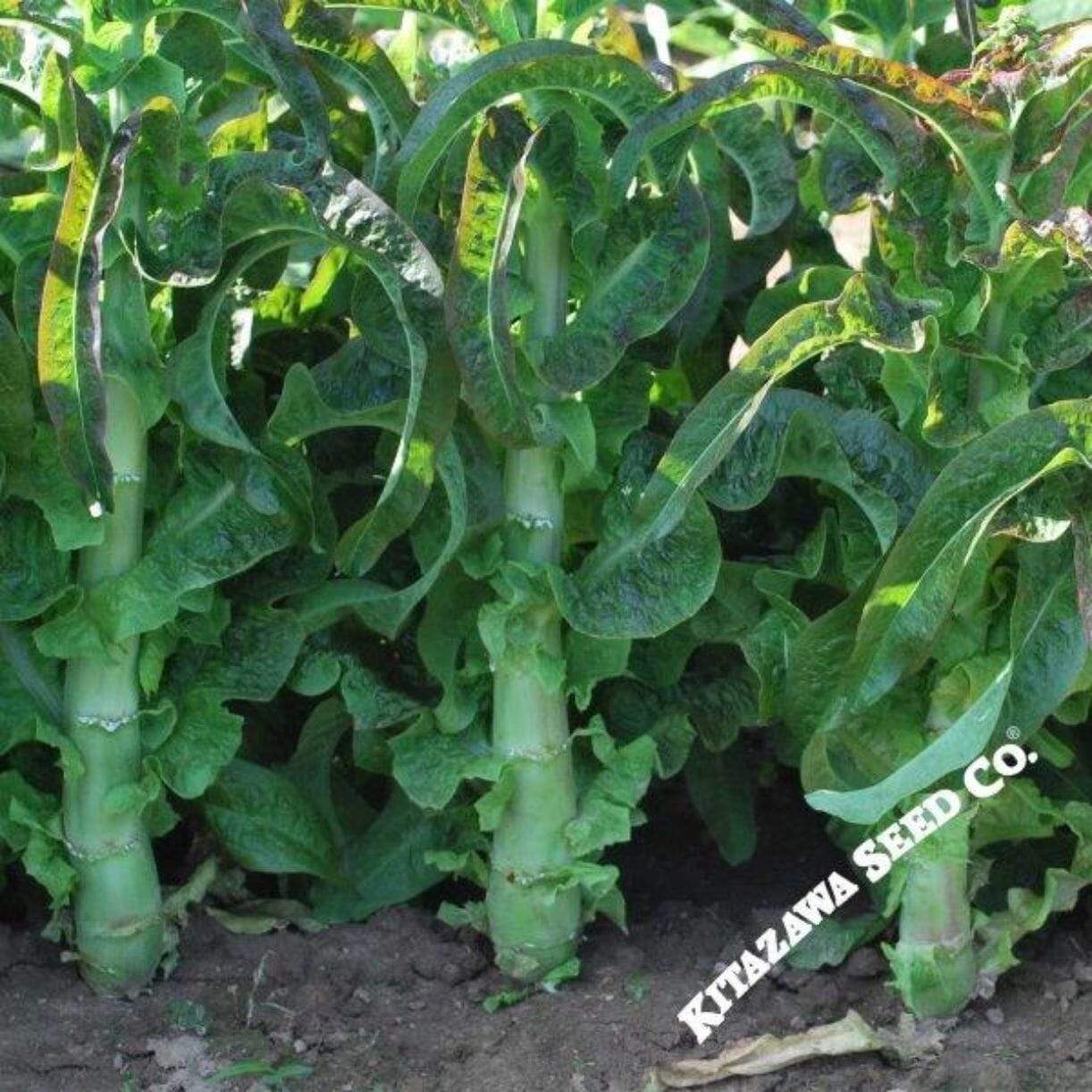 Pointed Taiwan Sword Leaf Lettuce