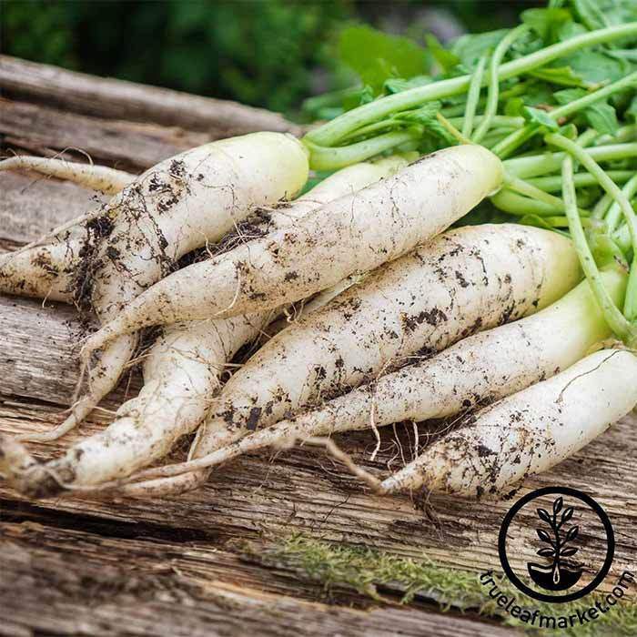 White Icicle Radish