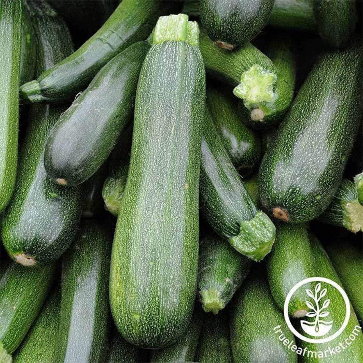 Zucchini Spineless Beauty Squash