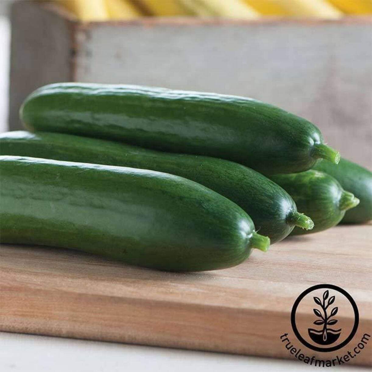 Diva Cucumber
