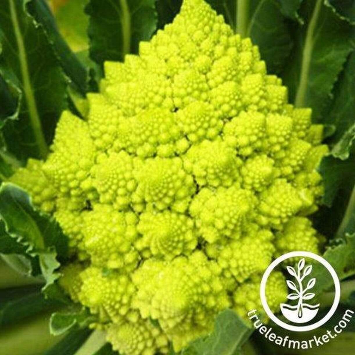 Romanesco Broccoli