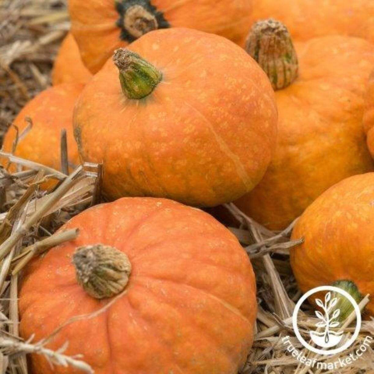 Moore Gold Squash