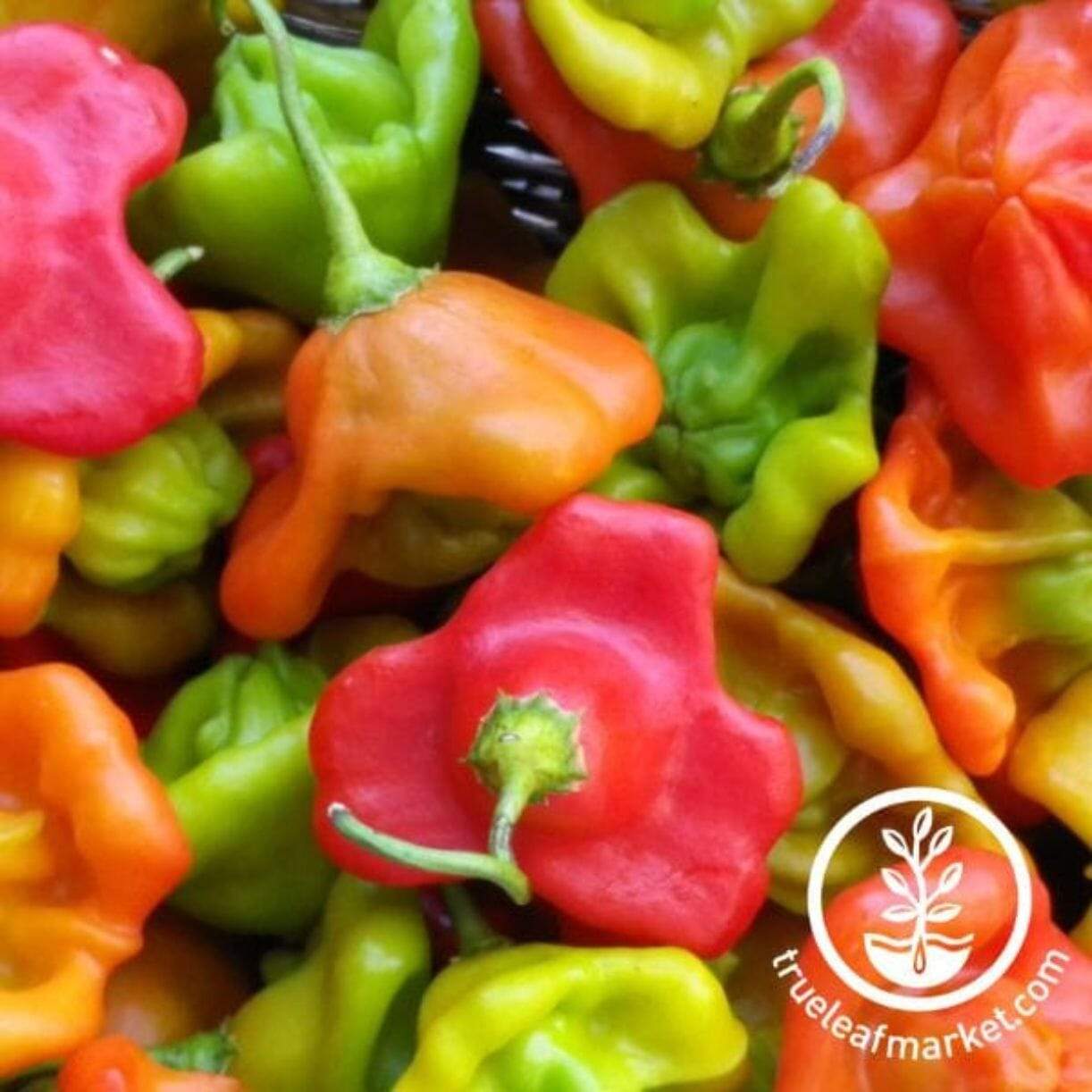 Cambuchi Pepper