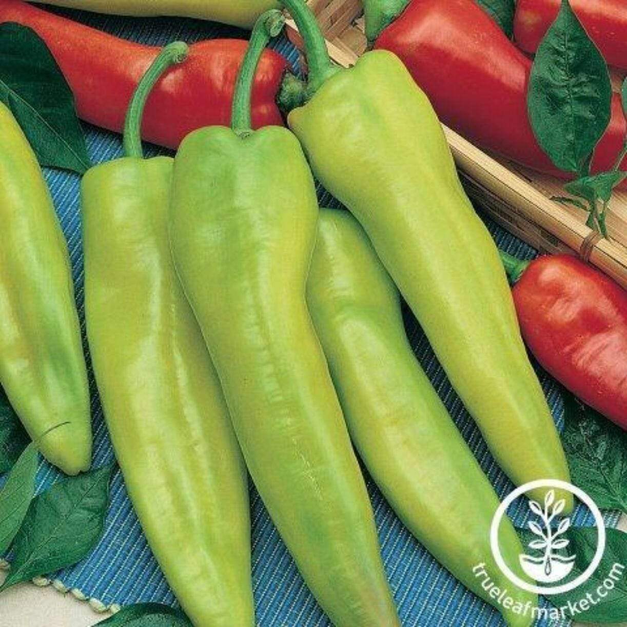 Geronimo Pepper
