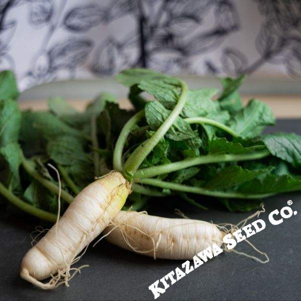 Passion Altari Radish