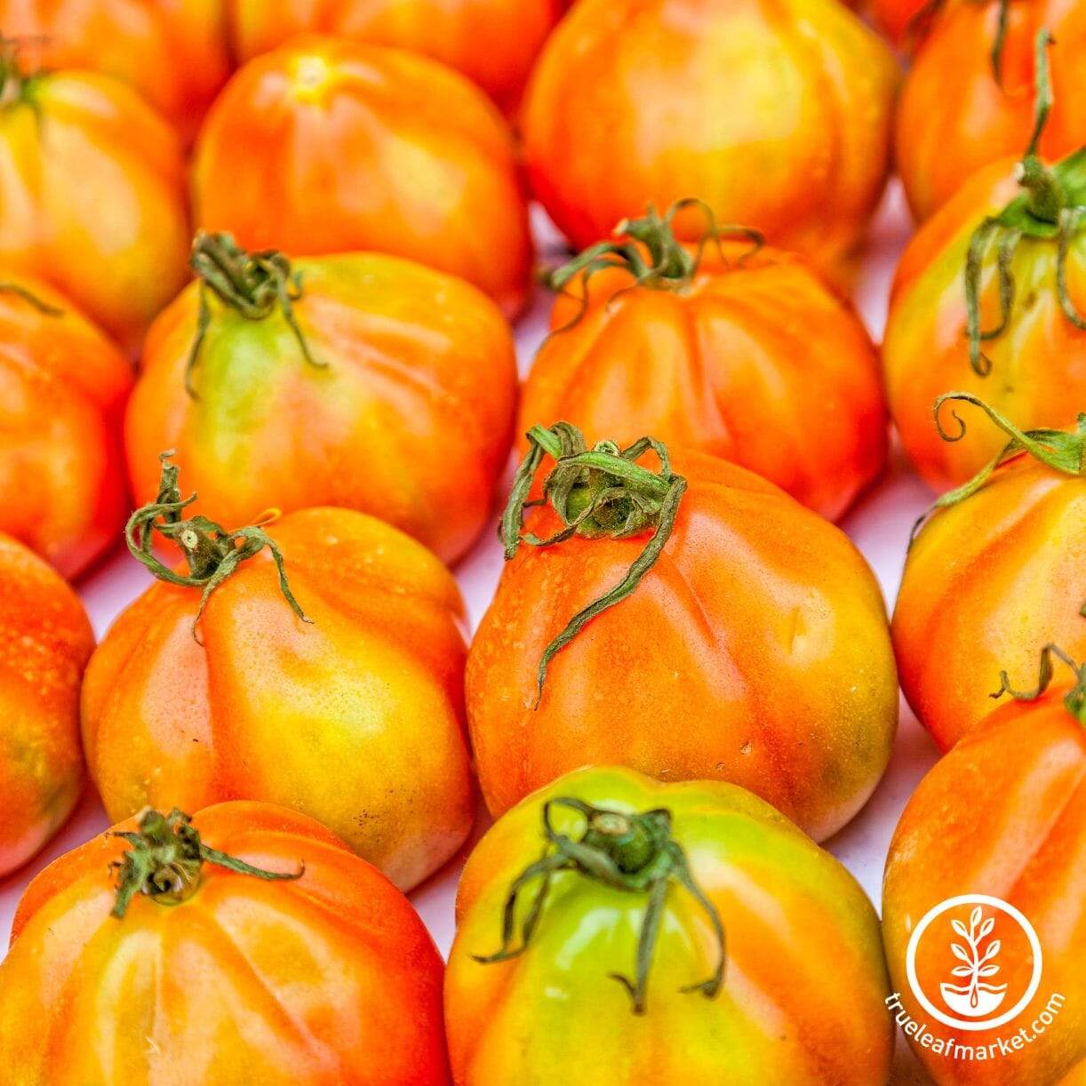 Oxheart Orange Tomato