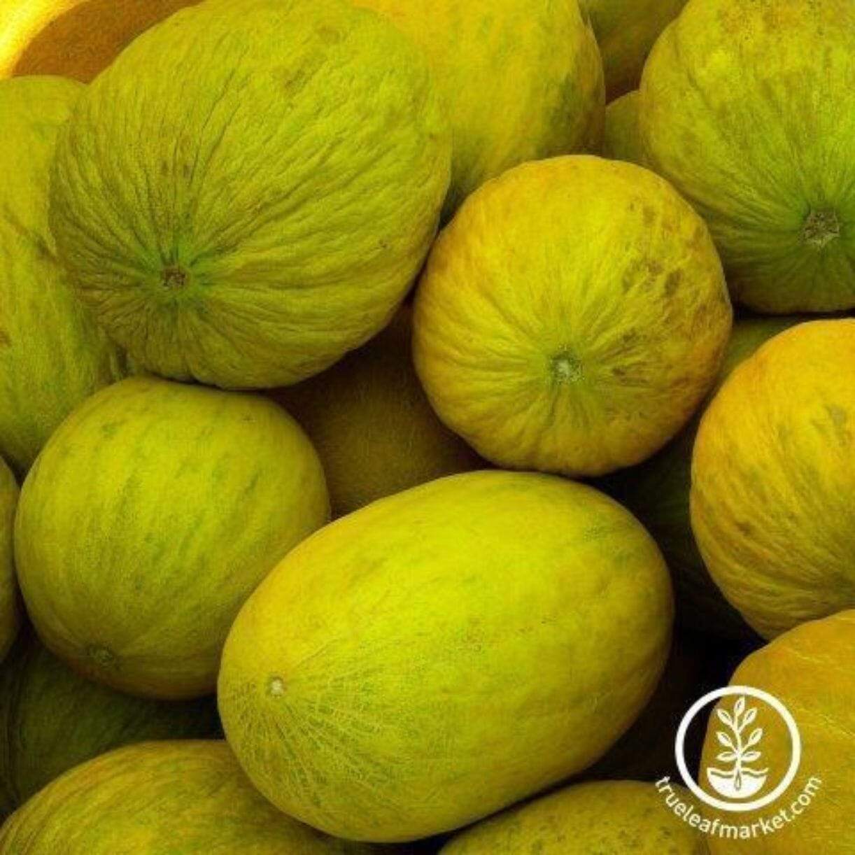 Amarillo Oro Melon
