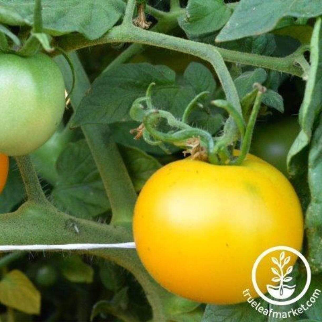 Yellow Perfection Tomato