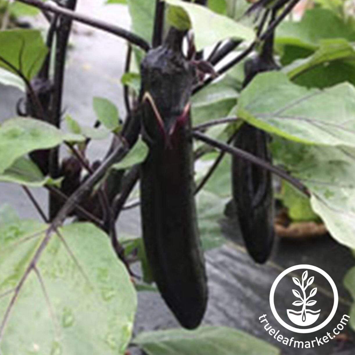 Millionaire Purple Eggplant