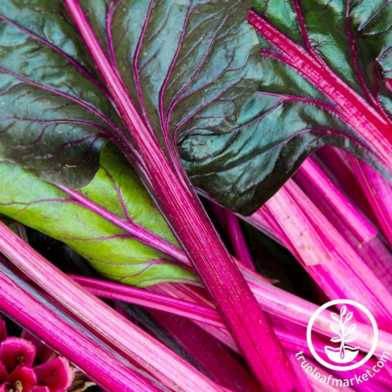 Pink Lipstick Swiss Chard