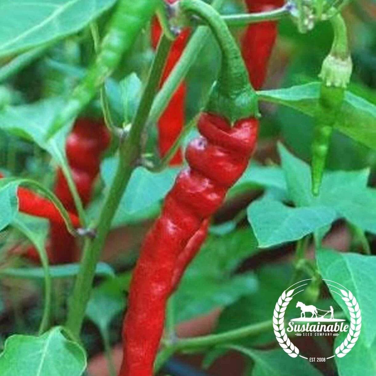 Cayenne Long Red Thin Pepper