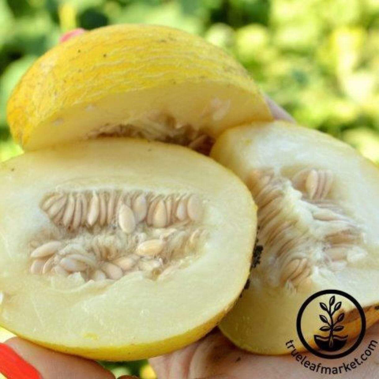 Vine Peach Melon