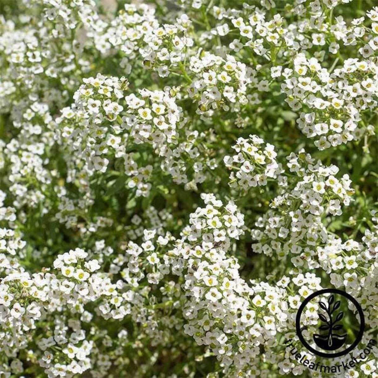 Carpet Of Snow Alyssum