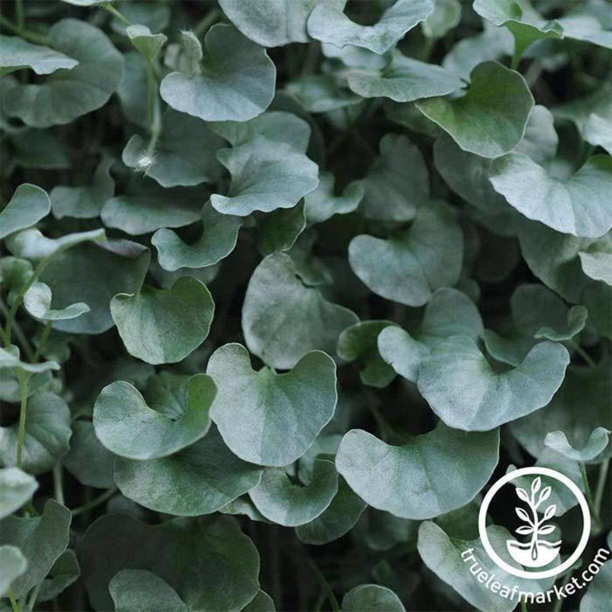 Silver Falls Dichondra