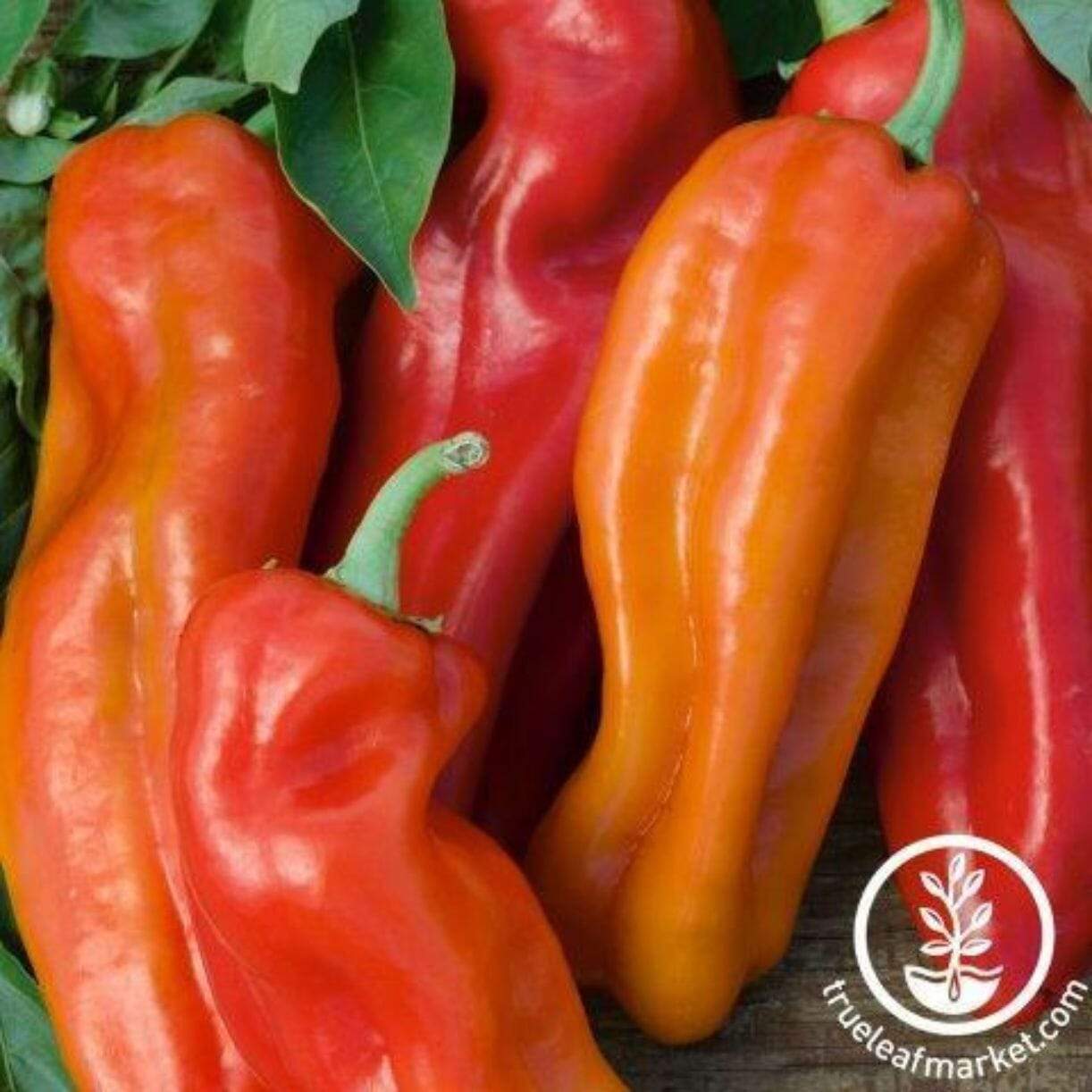 Cubanella Pepper