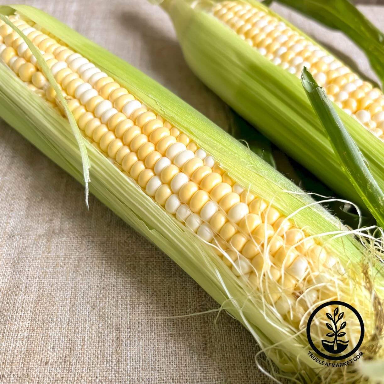 Inspiration Corn