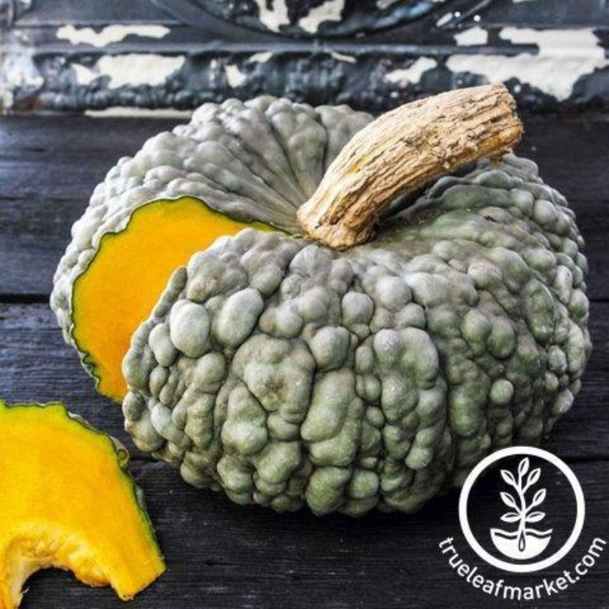 Marina Di Chioggia Pumpkin