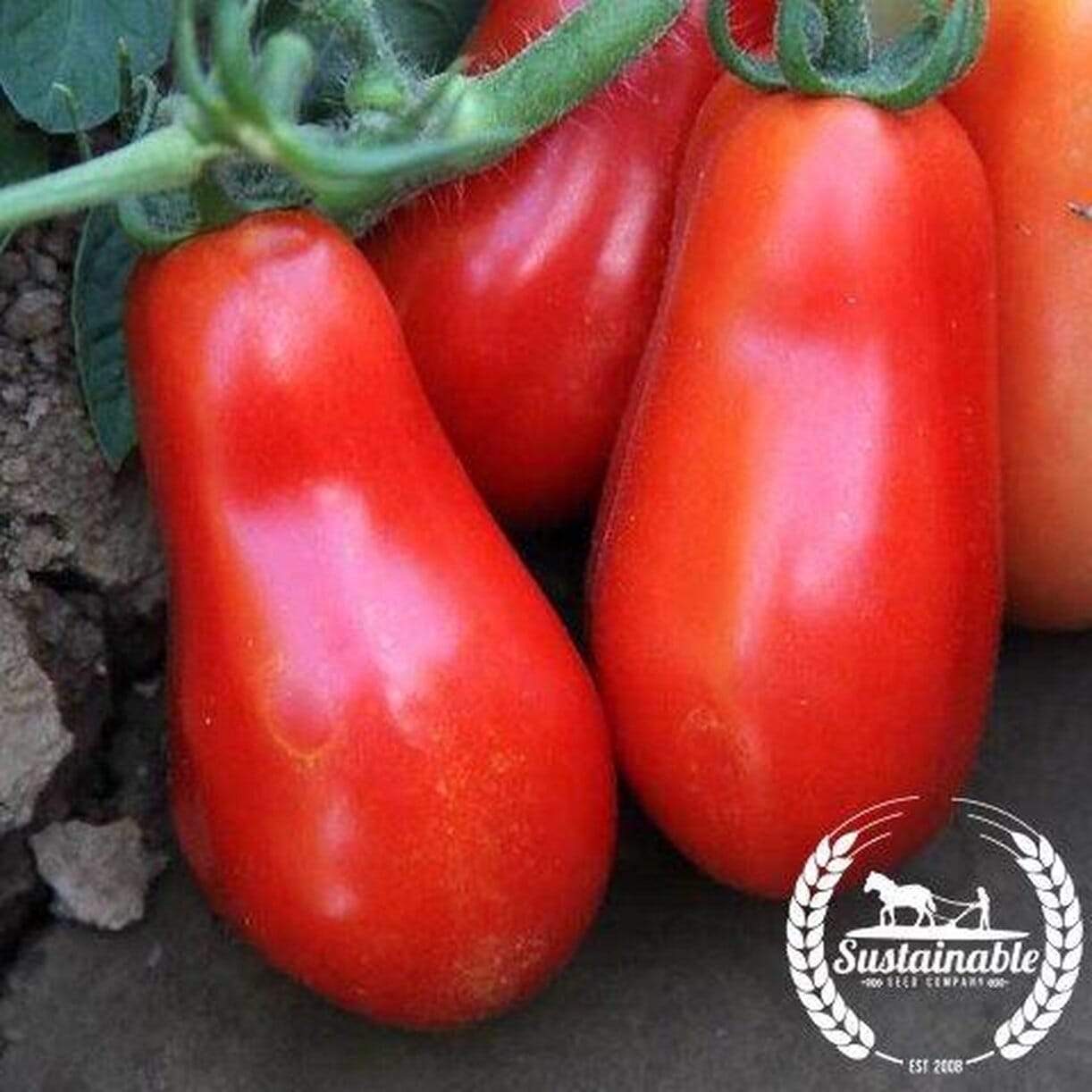 San Marzano Indeterminate Tomato