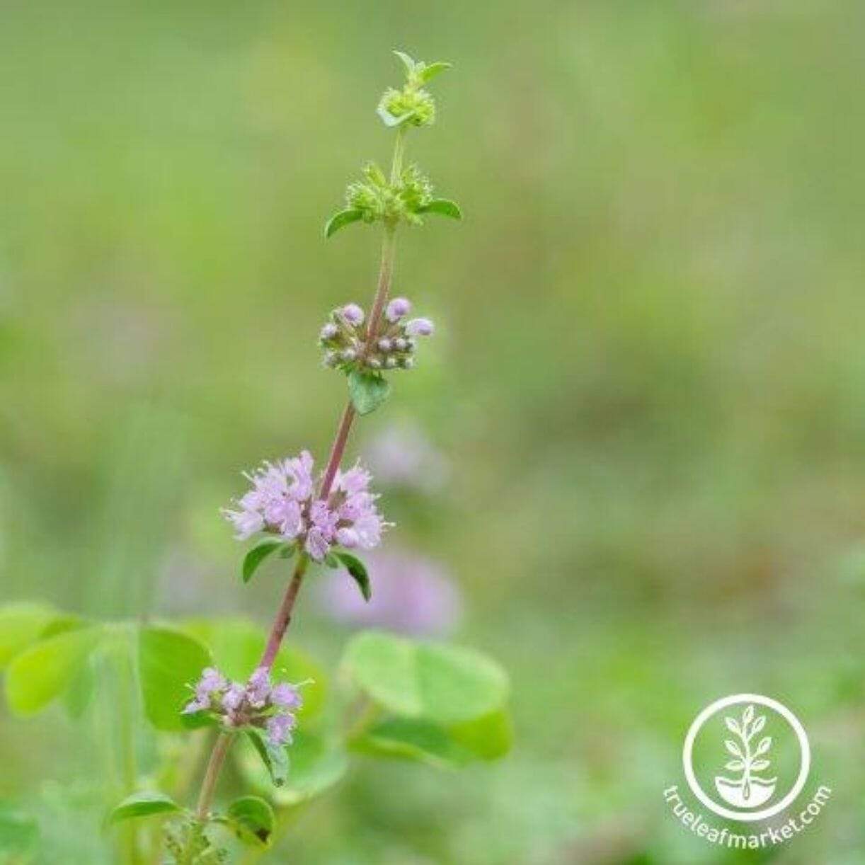 Pennyroyal Mint