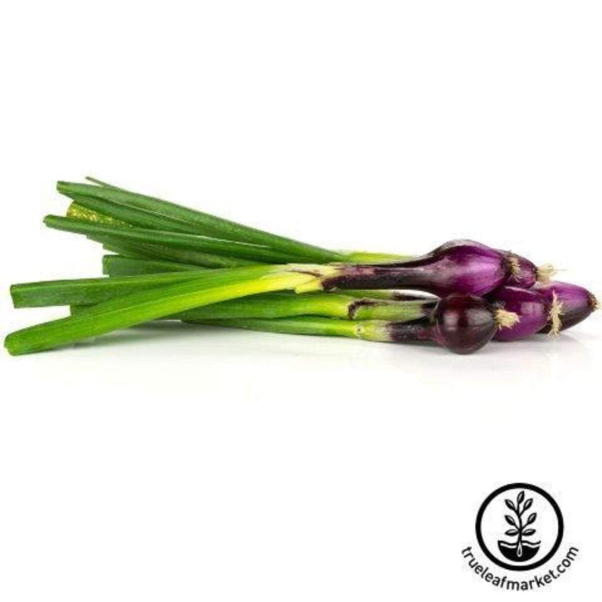 Crimson Forest Onion