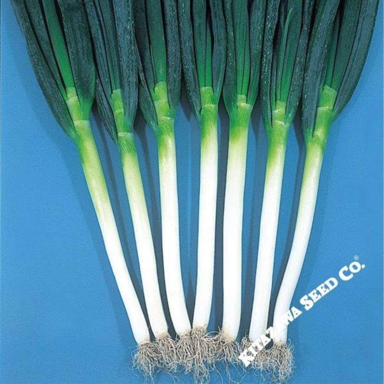 Ishikura Winter Long Onion