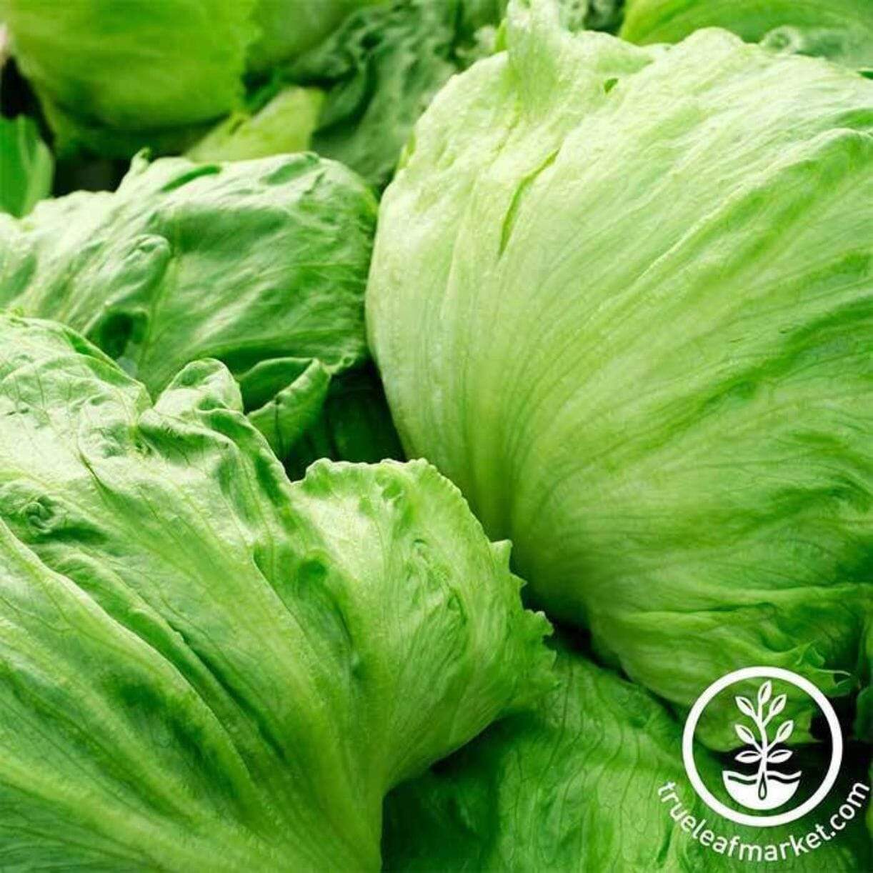 Iceberg Lettuce