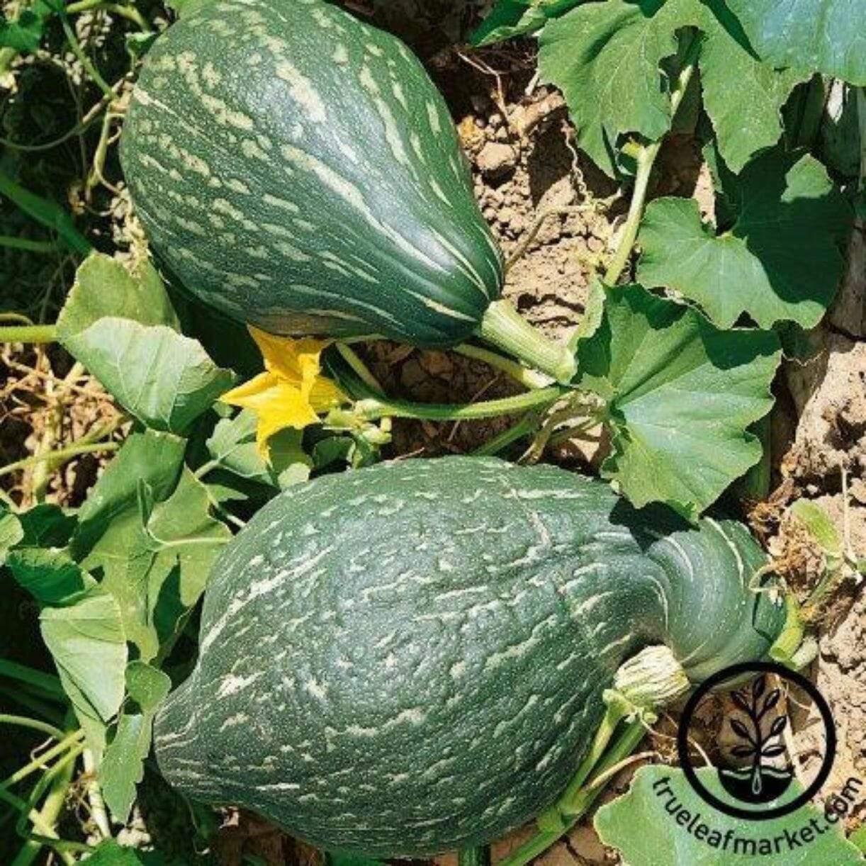 Green Magic Squash
