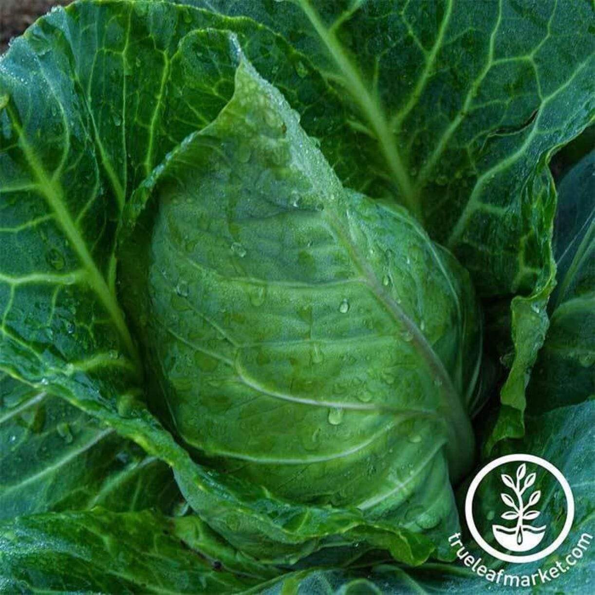 Champion Collards