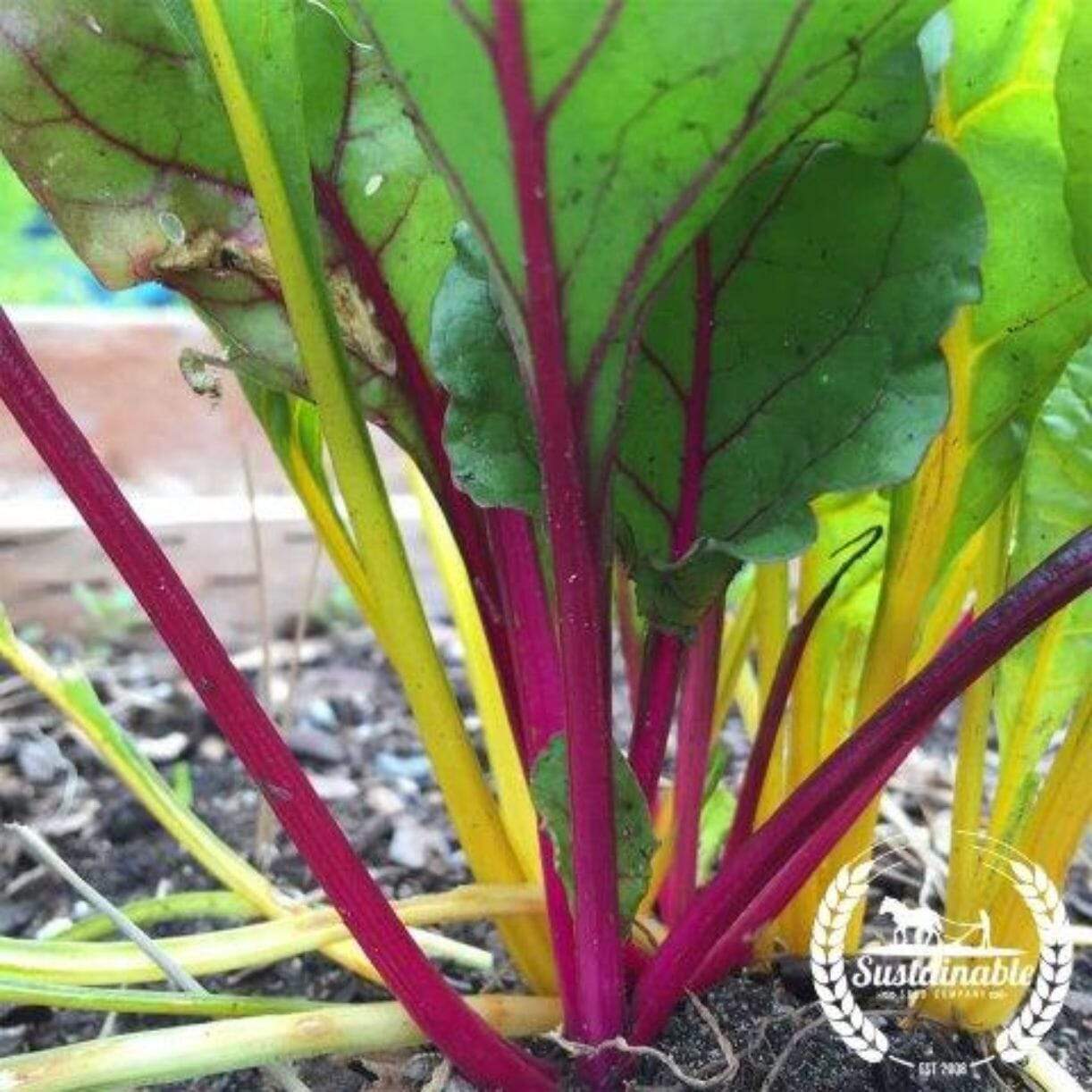 Rainbow Mixture Swiss Chard