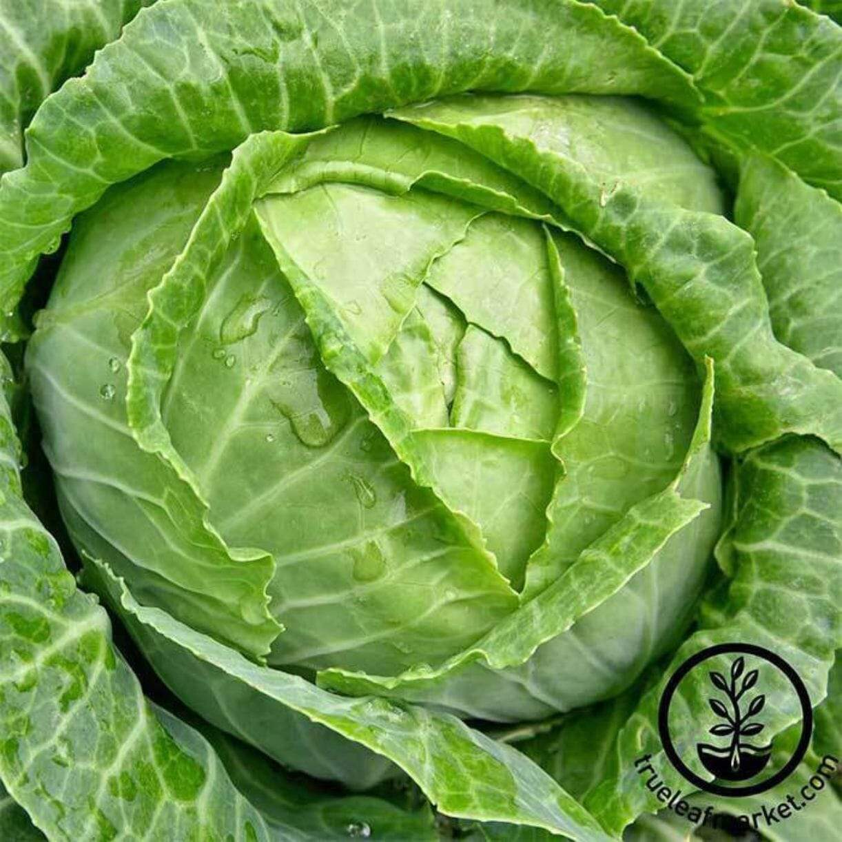 Danish Ballhead Cabbage