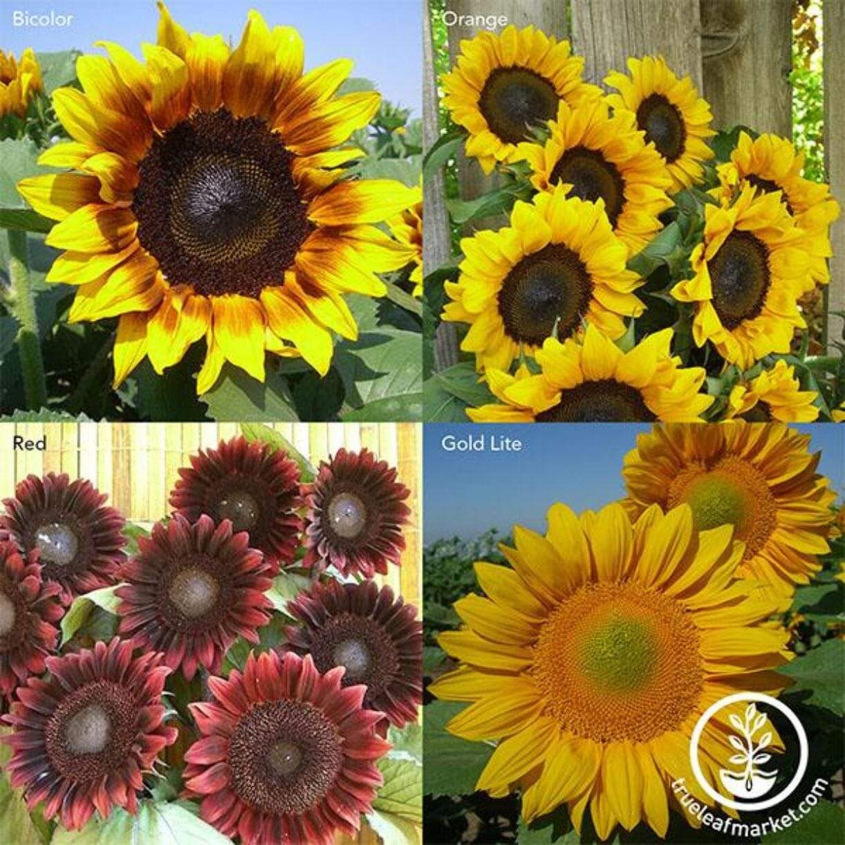 Procut Sunflower
