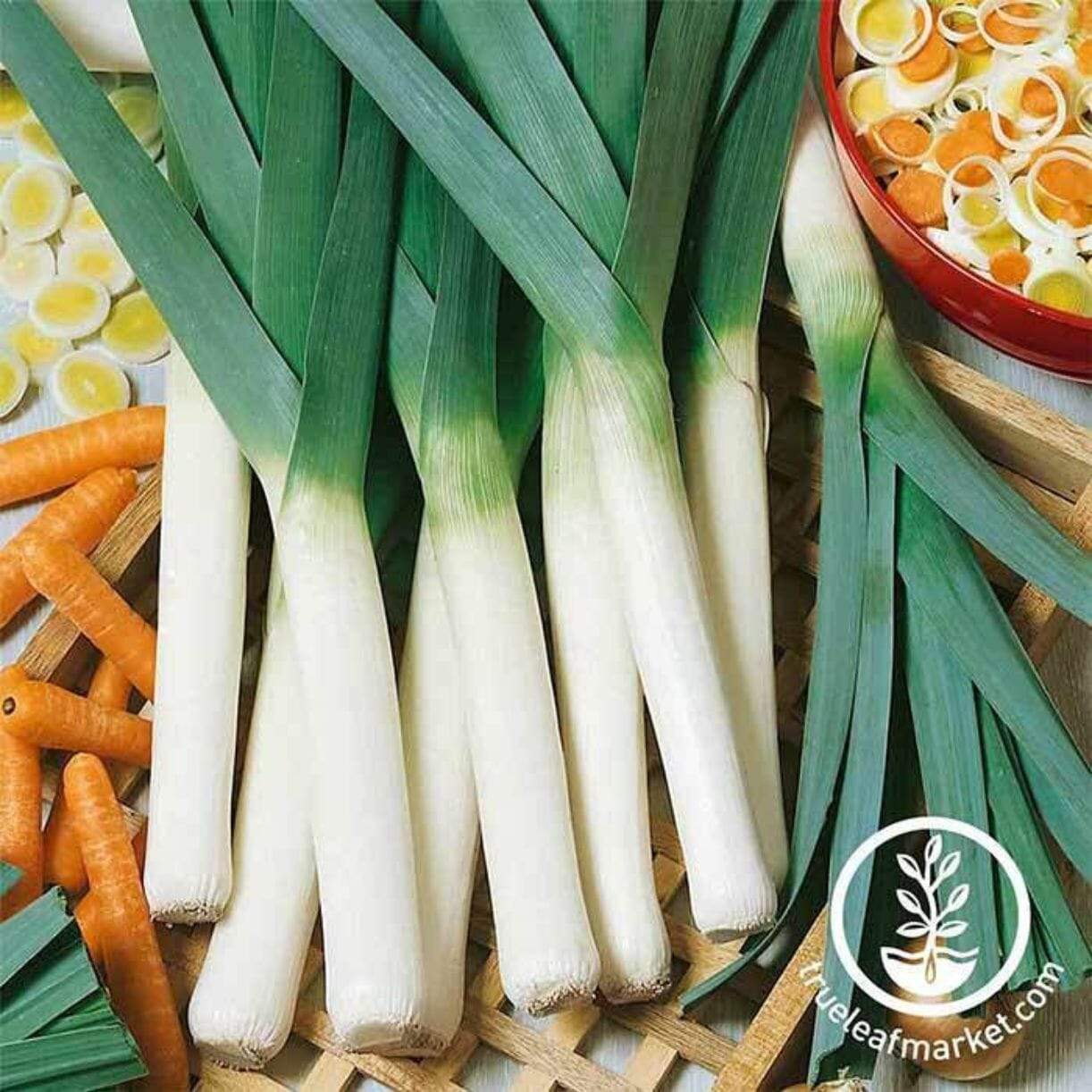 Large American Flag Leek