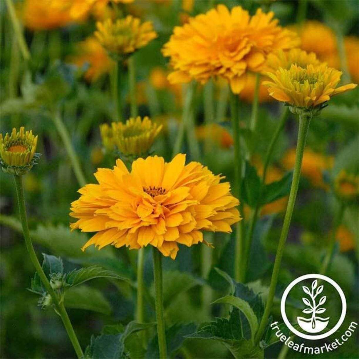 Summer Sun Heliopsis
