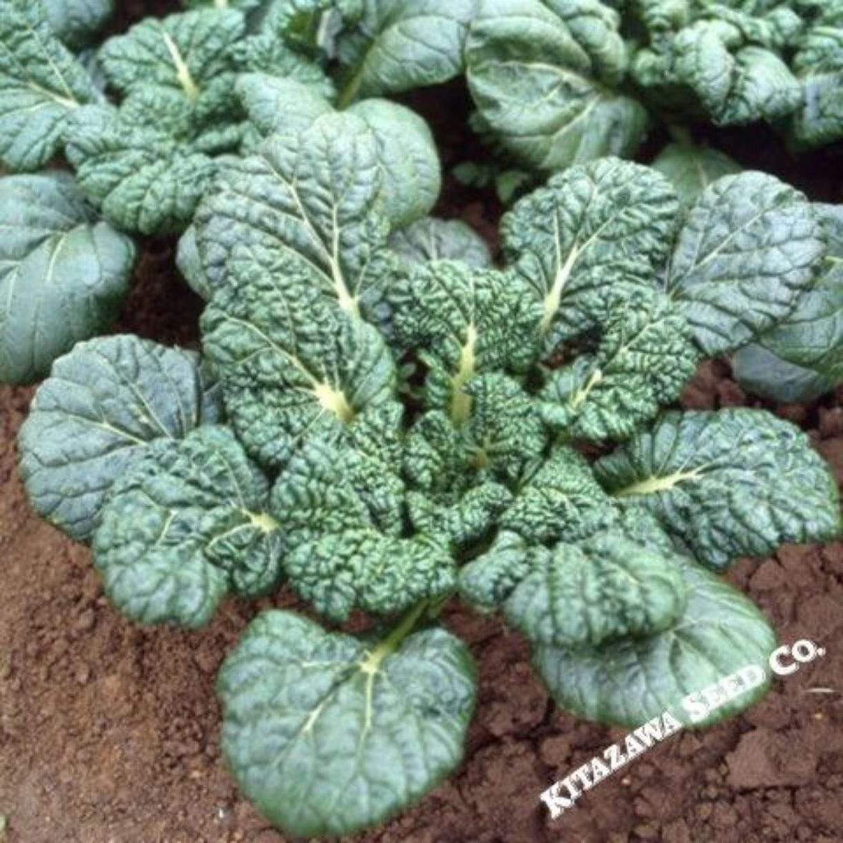 Yukina Savoy Chinese Cabbage