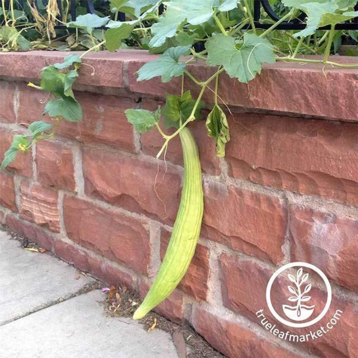 Metki Pale Green Armenian Yard-long Cucumber