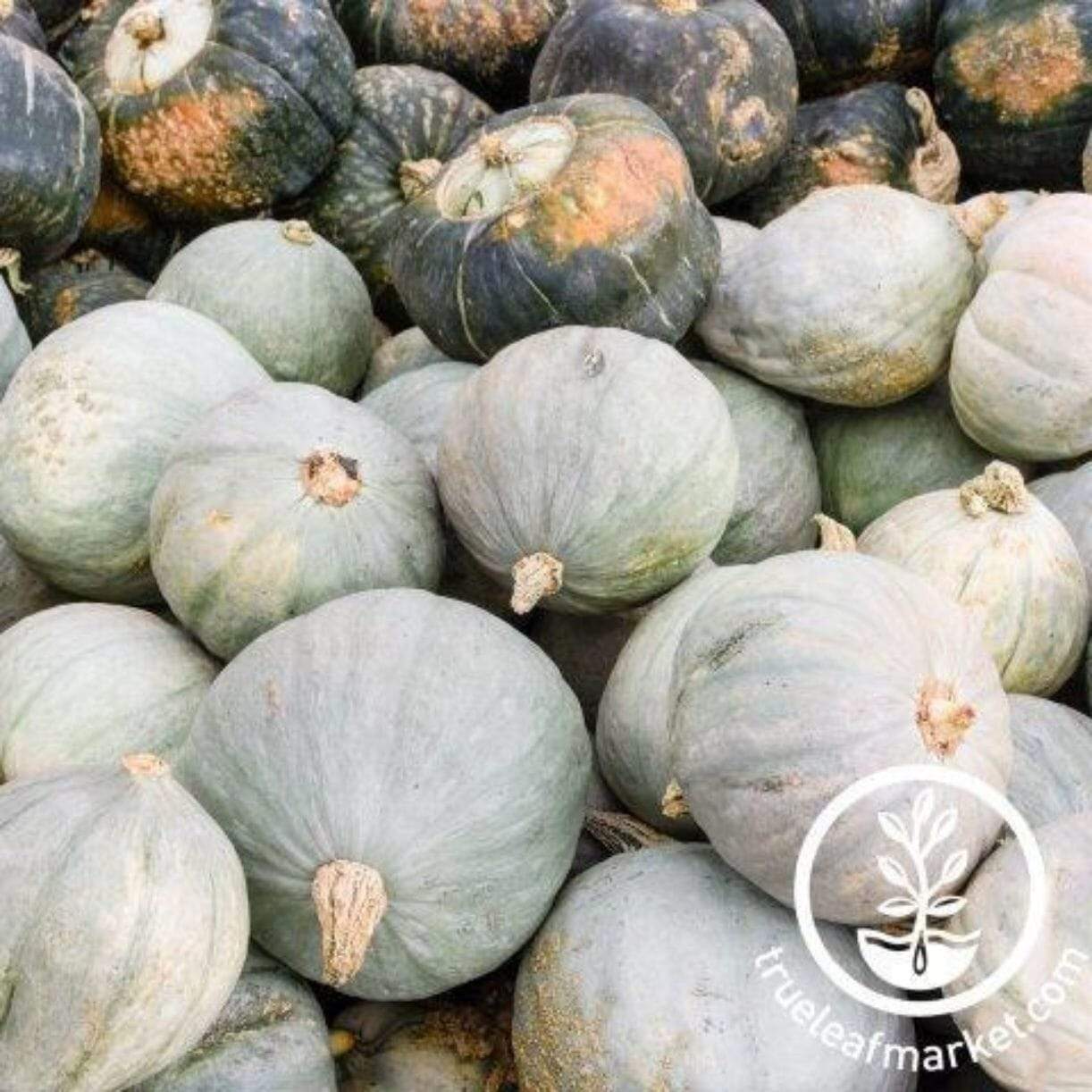 Hubbard Baby Blue Squash