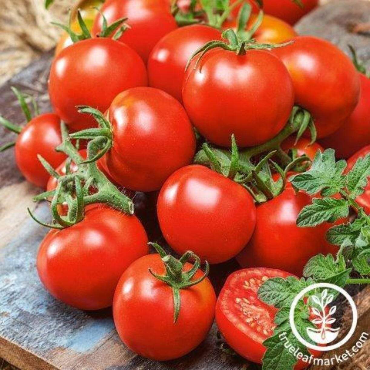 Czech Bush Tomato